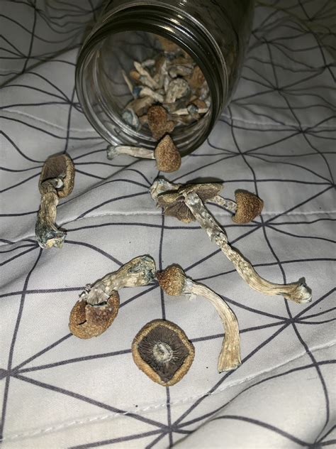 FIRST TIME, Hoping these are legit cubensis? : r/ShroomID