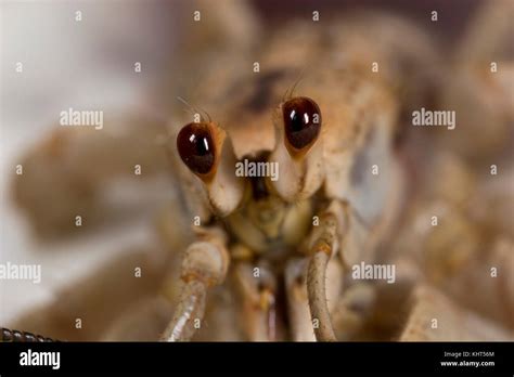 Eyes of a Hermit Crab Stock Photo - Alamy