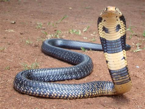 The forest cobra (Naja melanoleuca), also called the black cobra and ...