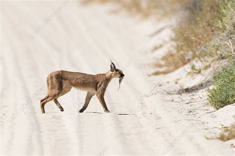 Caracal with its prey - Stock Image - C041/5939 - Science Photo Library