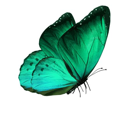 transparent-butterfly – Melissa Storm