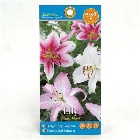 Oriental Blend Lily Bulbs-10053FCHD - The Home Depot