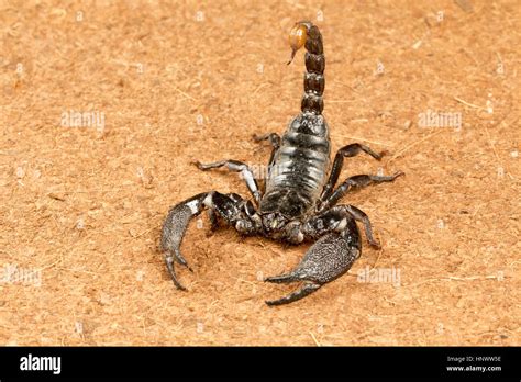 Scorpion pincers hi-res stock photography and images - Alamy