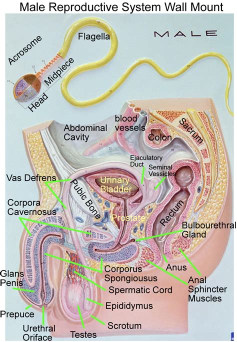 Pin by Shalika David on Quick Saves | Reproductive system, Basic ...