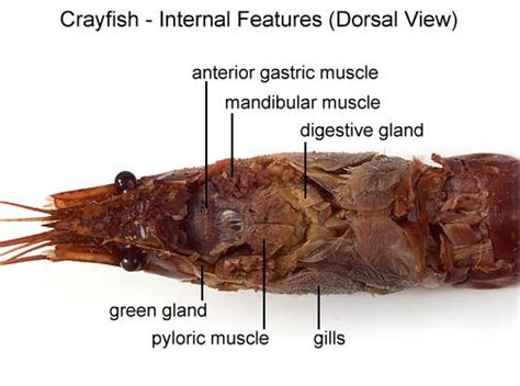 Crayfish Dissection