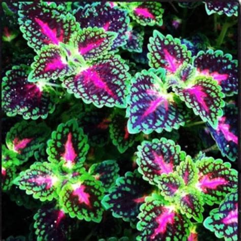 Top 101+ Wallpaper Coleus Varieties With Names And Pictures Full HD, 2k, 4k