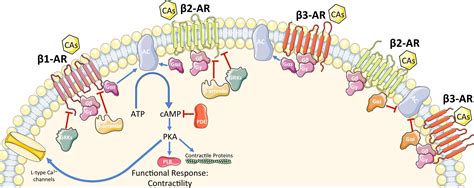 Alpha Beta Receptors Chart - buickcafe.com