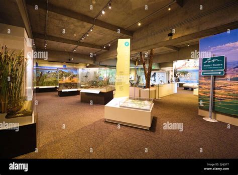 Various exhibits, displays in the nature, science section. At the ...