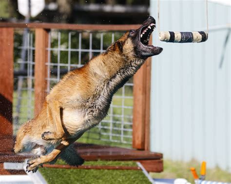 Dock Diving for Dogs: A Canine Sport That Makes a Splash