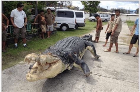 Visits: The Crocodile Park's Newest Attraction "Longlong" (Lolong) in Pasay City | Attracttour