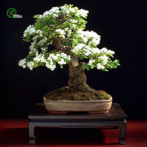 30pcs Hawthorn Crataegus Monogyna Bonsai Tree Seeds - Pure Bonsai