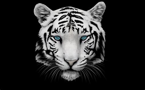 White Tiger and Blue Eyes 2880 x 1800 Retina Display Wallpaper