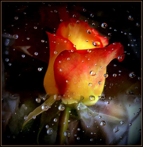 Gouttes de pluie sur l' emballage de la rose.. photo et image | nature ...