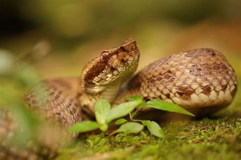 Habu Snakes of Okinawa - seawildearth