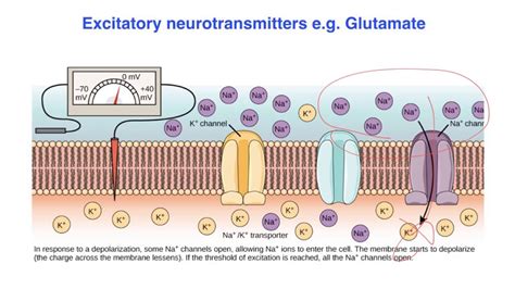 Excitatory vs. inhibitory effects of Neurotransmitters - VCE Psychology - YouTube