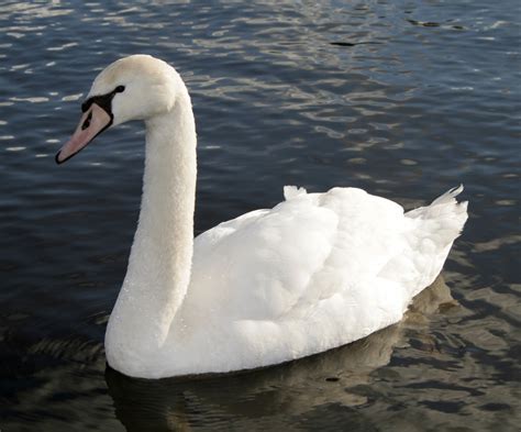 Swan - Spirit Animal Totems and Messages