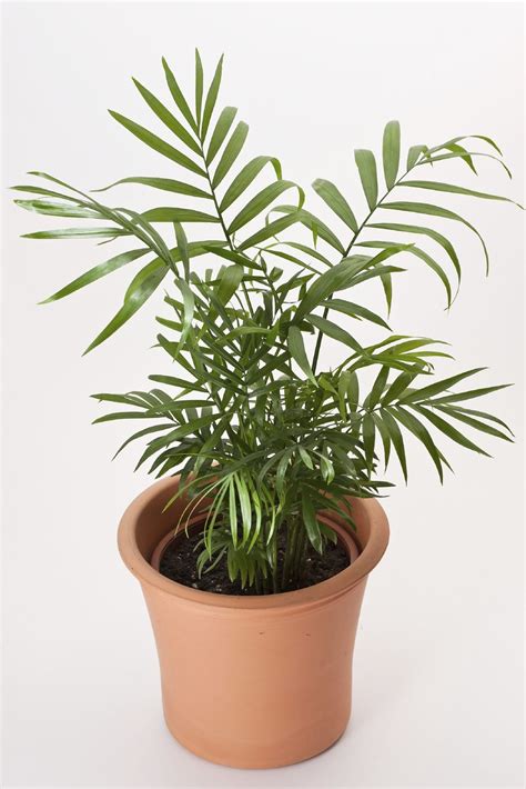 Parlor Palm Houseplant Care – Caring For Indoor Parlor Palm Plants