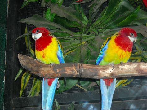 Image Gallary 1: Rainforest Birds Beautiful Pictures