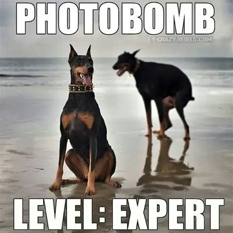 17 Very Funny Doberman Pinscher Memes - Page 5 of 6 - PetTime