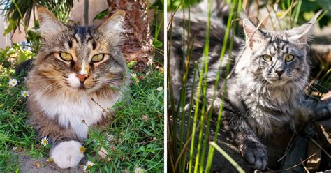 Maine Coon and Bengal Cat Mix: Everything You Need to Know - MaineCoon.org