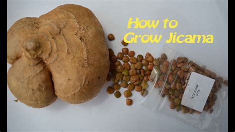 How to germinate Jicama seeds - YouTube