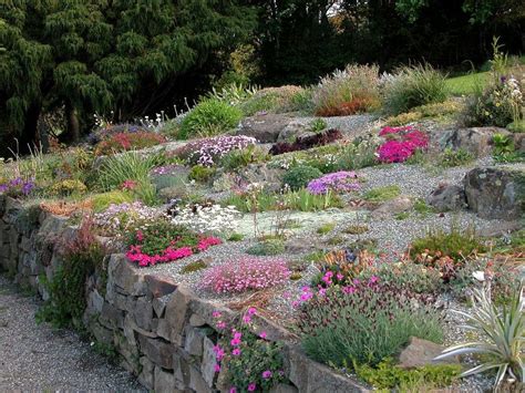 Alpine plants for rock gardens - Hawk Haven