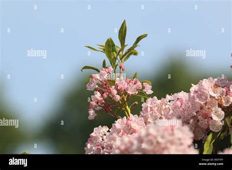 Mountain laurel in bloom Stock Photo - Alamy