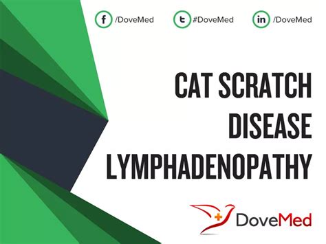 Cat Scratch Disease Lymphadenopathy - DoveMed