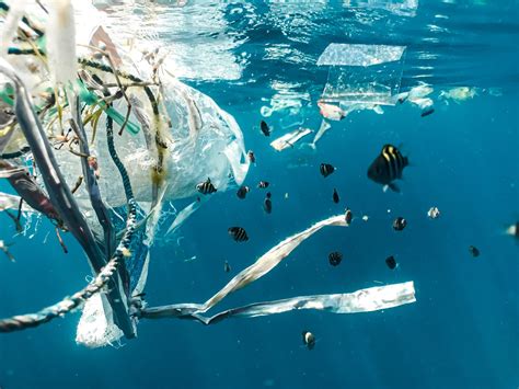 How does plastic pollution affect marine life? | Fauna & Flora