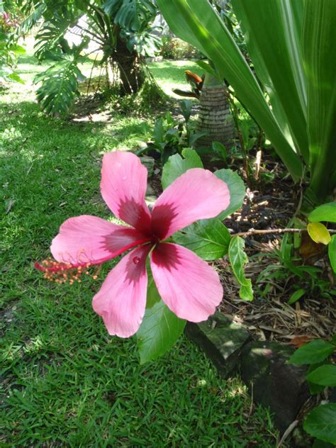 Hibiscus “Fiji Island” | Exotica Tropicals – Tropical Plants Nursery in Brevard County ...