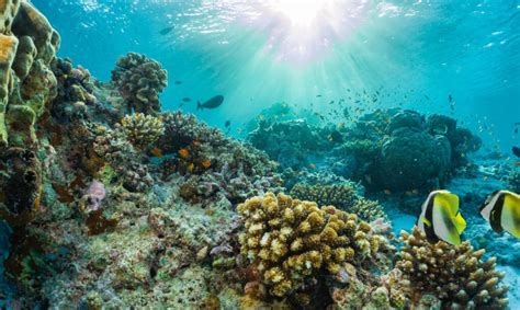 Can the Caymans save the Caribbean's remaining coral reefs?