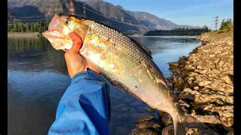 Columbia River Shad fishing and grilled - YouTube