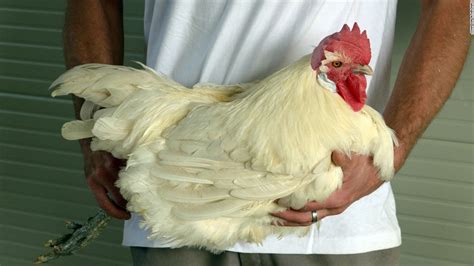 Bresse chicken, found in France, is world's most expensive | CNN Travel