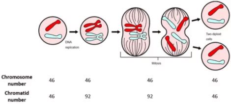 Die Meiose: Erkläre deinen Kindern diesen Prozess - Ich bin Mutter