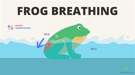 Respiration In Frog Respiratory System In Frogs Cutan - vrogue.co