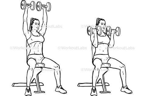 Seated Arnold Dumbbell Press – WorkoutLabs Exercise Guide