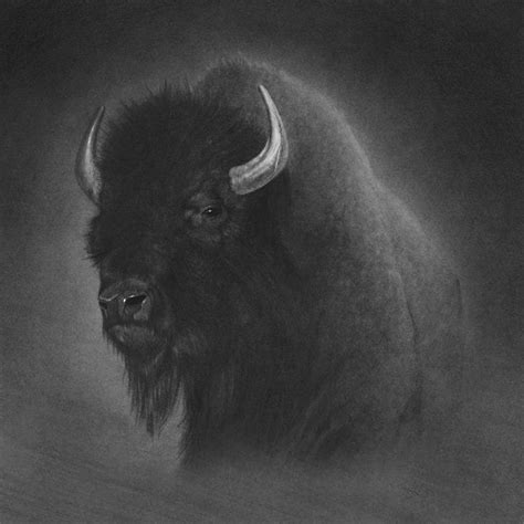 Buffalo by Tim Dangaran | Cool pencil drawings, Buffalo art, Pencil ...