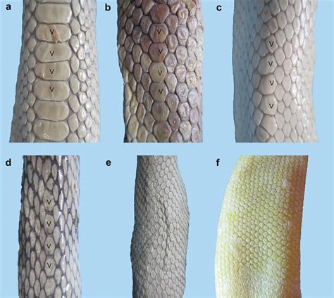 Sea snakes (Elapidae, Hydrophiinae) in their westernmost extent: an updated and illustrated ...