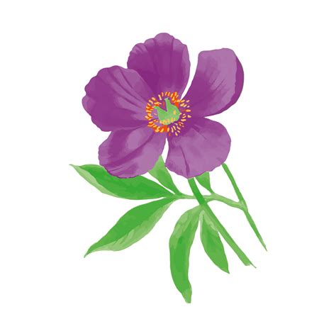 Anemone Flower Watercolor Clipart Free Stock Photo - Public Domain Pictures