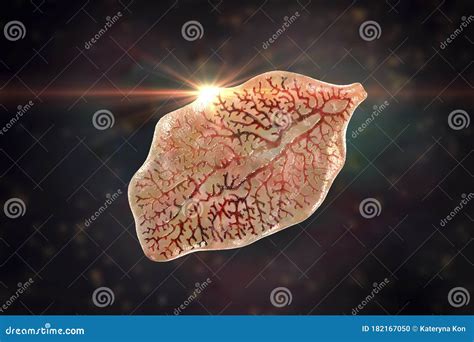 Fasciola Hepatica, or Liver Fluke Stock Illustration - Illustration of animal, infection: 182167050