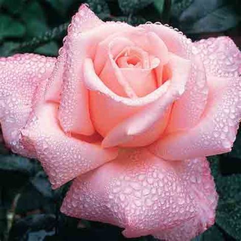 Rose, Hybrid Tea, New Zealand, Hybrid Tea Roses: Edmunds' Roses