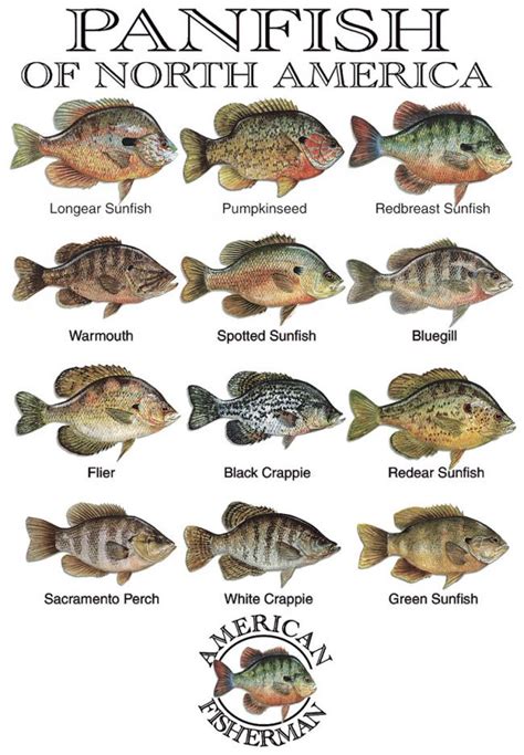 Panfish Of America | Fish & Fishing Transfer