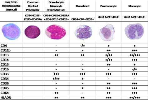 Monocytes and macrophages in flow: an ESCCA initiative on advanced ...