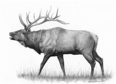 'Bugling Elk' fine art print by Marlene Mullet Wildlife art in pencil ...