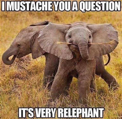 Elephants are the domestic cats of the wild...fight me! | Funny elephant, Elephant, Animal facts