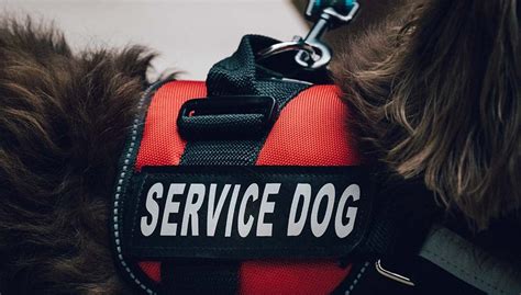 Top 5 Best Service Dog Vests and Harnesses for Working Dogs
