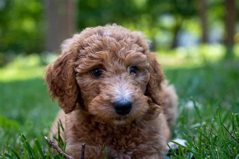 9 Things To Know About The Teacup Goldendoodle