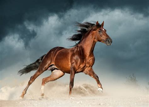 Running Horse Stock Photos, Pictures & Royalty-Free Images - iStock