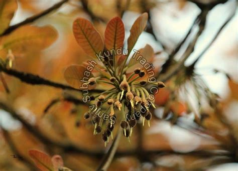 Mahua Flower Manufacturer in Gadchiroli Maharashtra India by Sanjiv ...