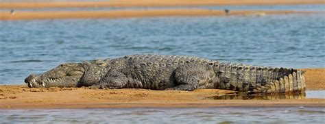 National Chambal wildlife sanctuary